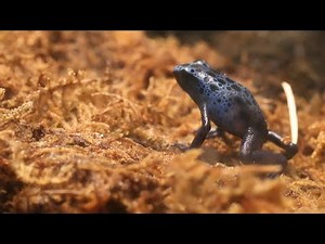 Why these blue poison dart frogs aren't so scary