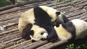 591 reactions · 85 shares | Baby pandas both want mom's attention! | Happy Panda Life | Facebook