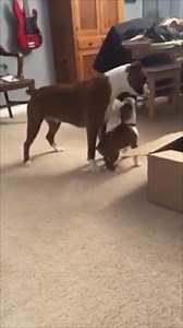 339K views · 3.3K reactions | This Boxer is about to meet her new best friend! This is adorable  | VT | Facebook