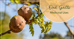 Oak Galls Medicinal Uses