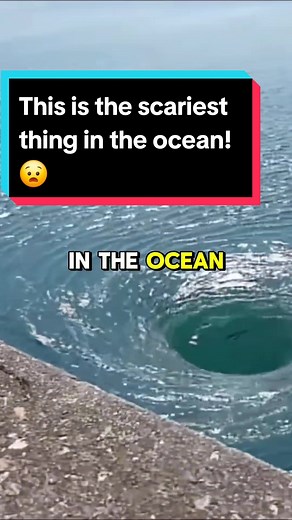 whoisdatabase on TikTok