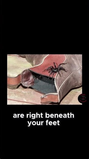 Why the Sydney Funnel Web Spider Remains a Th #horrorshorts #terrifyingtales#spider