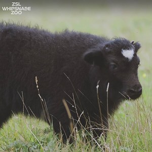 Say hello to one of the latest arrivals at the Zoo! Born last month, our yak calf is coming on leaps and bounds. | Whipsnade Zoo