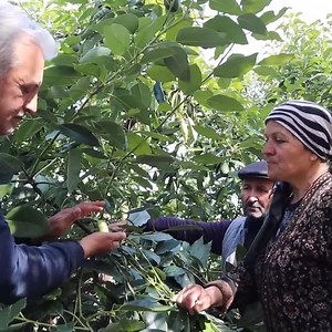 31K views · 2.2K reactions | I Cooked Ottoman 拏蓼Meal for Our Guests from Life in the Village | Outdoor Cooking | Facebook