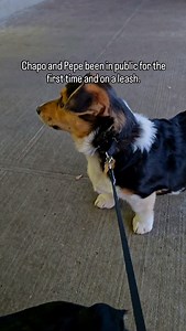 They are amish puppies, so they never been in public or on a leash #farmlife #fbreels #fbreelsfypシ゚viralvideo #fypppppppppppppppppppppppppppppppppppppppppppppppppppppppppppppppppppppp #corgipuppy | Kelvin Antonio Vinces