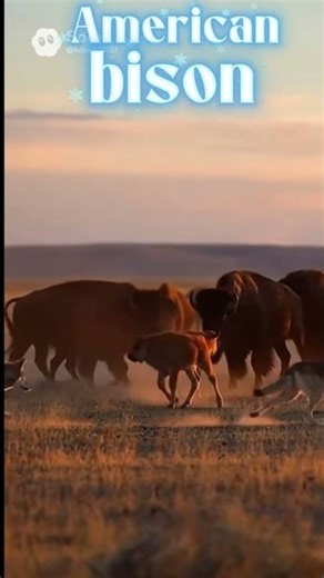 Bison - a herd as a fortress — survival tactic. #animals#bison #wildlife #nature #shorts #facts