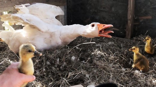 Goose Adoption Goes Horribly Wrong