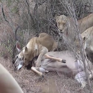 7.9K views · 137 reactions | Lions chase and kill a male Kudu.. | World1 | Facebook