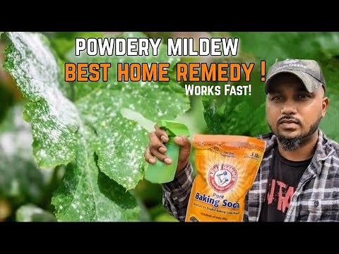 Best way to get rid of Powdery Mildew ! Works FAST!!! #gardeningtips #gardening