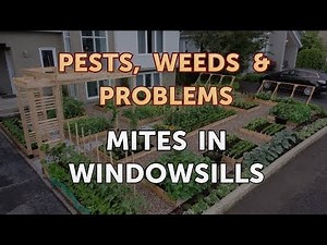 Mites in Windowsills