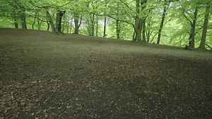 Friends running through trees - Free Stock Video