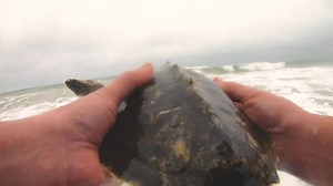 8.6K views · 333 reactions | POV: You're leading one of SeaWorld's many animal rescues.  After a successful rehabilitation, the SeaWorld Rescue team successfully returned six Kemp's ridely turtles to Canaveral Shores. 37k+ rescues and counting. | SeaWorld Orlando | Facebook