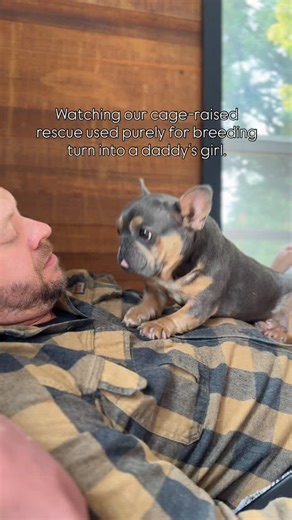 Dumped when her uterus prolapsed and she was no longer ‘useful,’ our sweet Beverly is now learning to trust love and comes out of her shell more every day. 🥰 Follow along to watch her journey ♥️ | Pardon Thy French