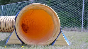 Sharing your life with pets is such a rewarding way to live, but what happens when you aren’t able to be there for them? Things come up, plans can change and life happens; you may have to find lodging for the furriest members of your family and we know just how stressful that can be. Holiday guilt free by researching lots of facilities, ask your friends for references and by physically going to each location to meet the care teams. There’s no need to feel guilty for wanting to take a vacation wh