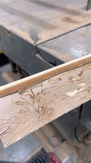 26 reactions · 4 comments | Man, nature is so cool. The elm adult beetle lays eggs, and when they hatch, the larvae eat their way away, creating the trails. #elm #elmbeetle #nature #bugsarecool #bugs #bugtrails #wood | Stella Sawmill | Facebook