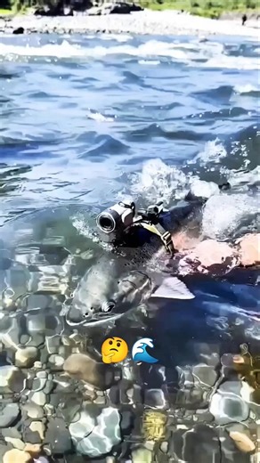 How Do Salmon Find Their Birth River? 🍣 #salmon #pov #wildlife #microcamera #nature