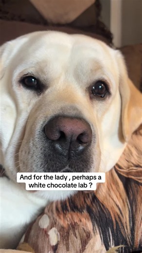 white chocolate lab: is it a real Labrador color?