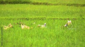 Flock Of Indian Spot-billed Ducks Feeding Through Grassy Paddy Field. wide