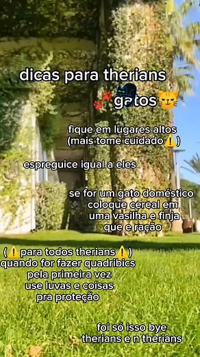 🐾dicas🐾#therian #cat #theriancat