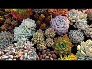 #319 [How to grow indoor succulents] Watering and placement. Tips for returning them to their ori...