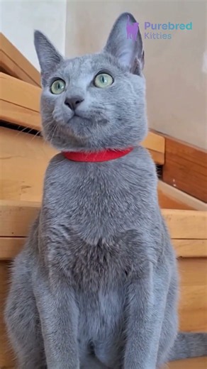 Meet Moonlight: Gentle Russian Blue Boy, Silvery Blue Beauty 💚💙 #RussianBlueKitten
