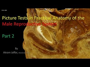 Anatomy Of The Male Reproductive System 2 • Video • MEDtube.net