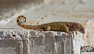 Florida lizard’s bad case of constipation makes history