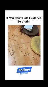 Cat's cause trouble . . . #victims #cats #trouble #animalfunny #funnymemesdaily | The Your World