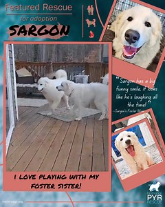 This funny guy has the toothiest smile that you’ve ever seen, and you are sure to giggle at the sight of it! 10-mo old Sargon's giant grin paired with his long, super soft coat make him irresistible to humans, so be prepared to fall in love with this giant floof! If you’re looking for a handsome and charming fellow that will make you laugh on the daily, then click here now https://nationalpyr.org/adoptable-dogs/sargon-in-nc-always-smiling/ | National Great Pyrenees Rescue