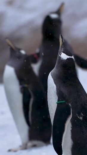 Our penguins have spent the morning catching snowflakes ❄️ 🐧 Have you been watching the action on our free live penguin webcam? 🎥 edinburghzoo.org.uk/penguin-cam | Edinburgh Zoo