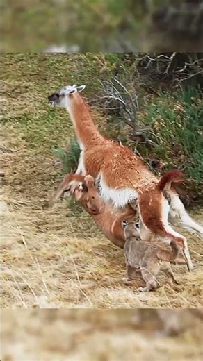 Llamas vs. puma #animals #predators #wildlife #shorts #viral