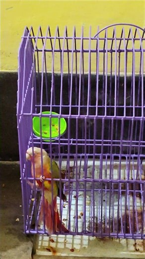 Pineapple Conure Parrot Eating Seeds 🦜 #shorts #parrot