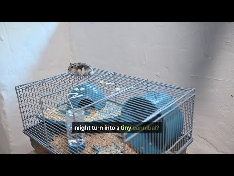 Why Do Hamsters Eat Their Babies? Cannibalism Explained!