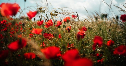 Coquelicot : comestible, apaisant… mais pas toute la plante