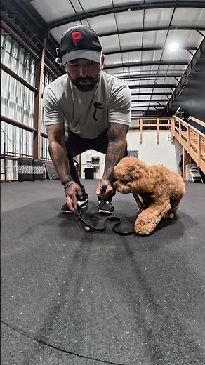 E-Collar Training: Teaching Franklin to Listen, Not Anticipate
