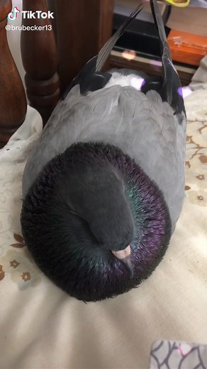 Pigeon Cooing Sounds Compilation