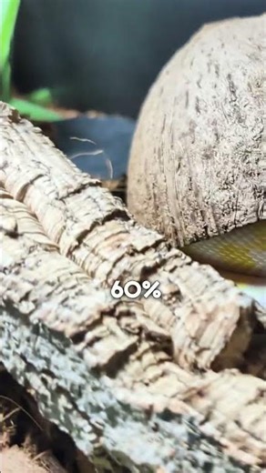 The optimal cage requirement for a Carpet Python