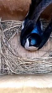 Beautiful Tree Swallow is building a nest in Virginia, USA 😍🪹 #wildlife #birdwatching #nature #nestbox #livecam #spring #nestboxlive | Nest Box Live