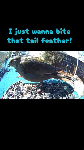 When your wife looks like a snack coming out the shower! #Birdtok #birdsoftiktok #nature #wildlife #birdwatching