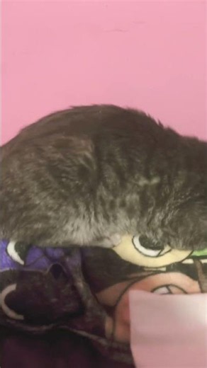 Thunder is sleepy