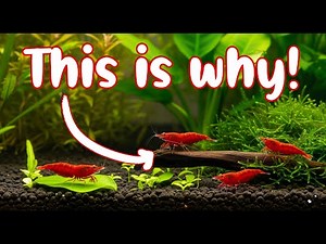 I Cracked the #1 Breeding Block—Cherry Shrimp Are Exploding! 🦐