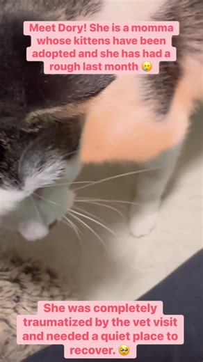 Meet Dory! This beautiful momma came into us with 3 kittens after being found in a box on the side of the road 😩 and she took wonderful care of them - they have all been adopted and she has waited. She went to PetSmart to get more visibility to the public and while she was there, she ate a toy, threw it up, but then stopped eating. She was taken to the vet and was traumatized by the visit there. 🥲 I am usually a sucker for dogs, but I decided to take this sweet, scared girl home for a break. S