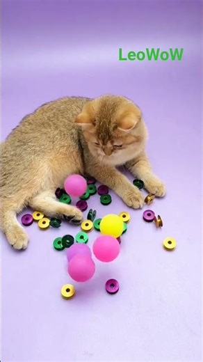 Cat Plays Rainbow Beads Backwards ASMR 🌈😻 #shorts #satisfying #relaxing #marblerunandmore #reverse