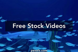 Baby Shark Videos Videos, Download The BEST Free 4k Stock Video Footage & Baby Shark Videos HD Video Clips