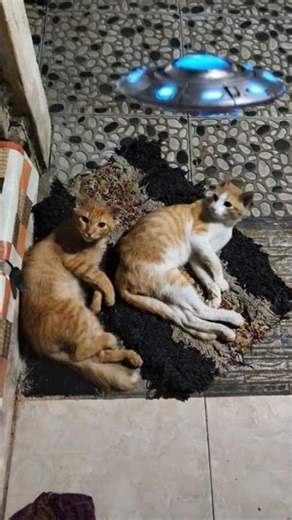 diganggu alien #cat #shortvideo #kucing #ufoキャッチャー #alien