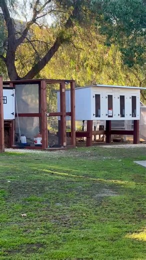 I spent all day sweeping coops, filling feeders, and enjoying my chickens! So satisfying! I love my Serama Farm💕Everything built by my husband! | The Serama Farm