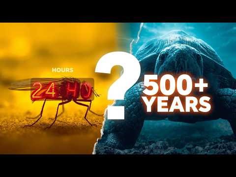 Animals With the Shortest and Longest Lifespans Ever Recorded | From Hours to 500+ Years