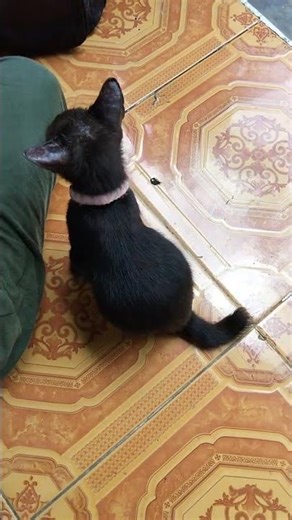 Bleki Domblang Domblong Ciren di Suntik