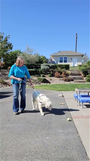 How to practice "leave it" with a dog using a controlled set-up environment.