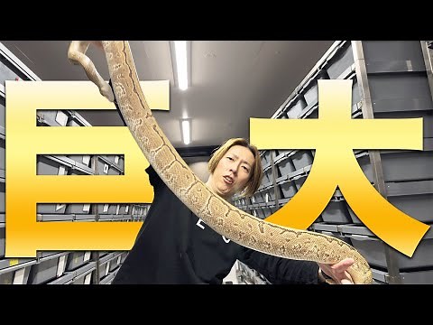 【Extraordinary Size】The Enormous Body of a Grown Ball Python